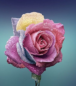 rainbow color rose